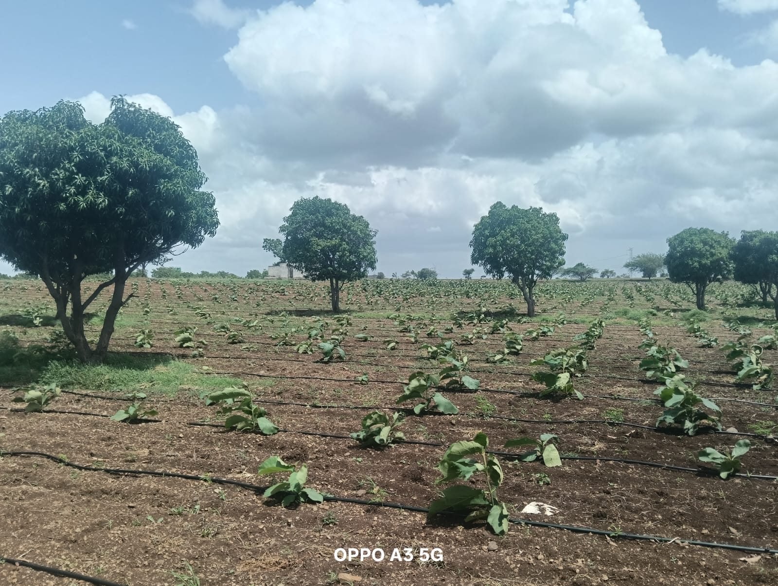 WhatsApp Image 2025-08-03 at 4.38.21 PM (1)