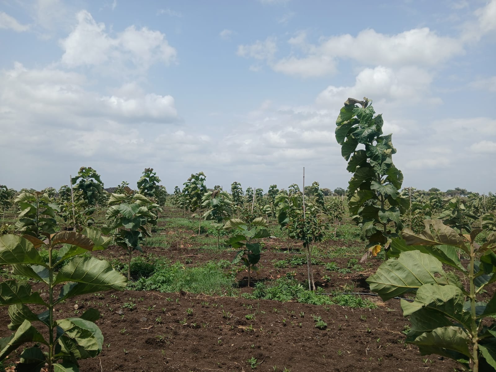 WhatsApp Image 2025-08-03 at 4.38.22 PM (1)