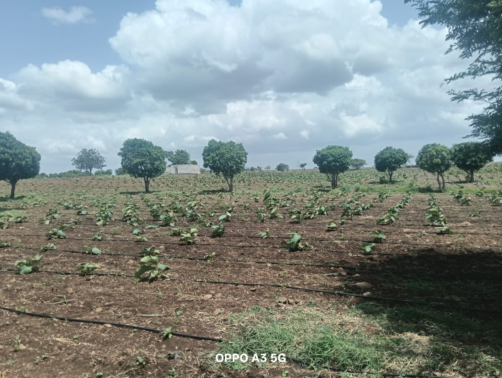 WhatsApp Image 2025-08-03 at 4.38.32 PM